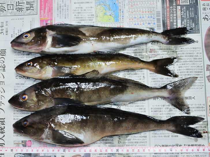 4匹キープ