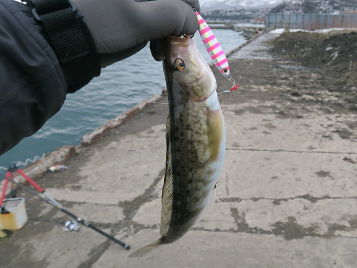 まぁまぁのホッケ、どうしようかな