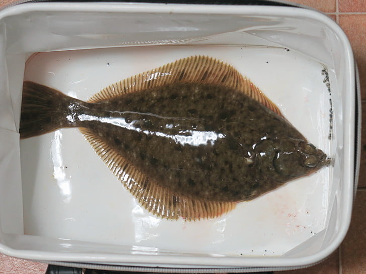 36cm、あざっす