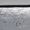 [海鳥の楽園]