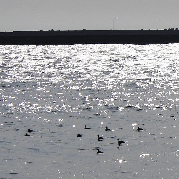 [海鳥の楽園]