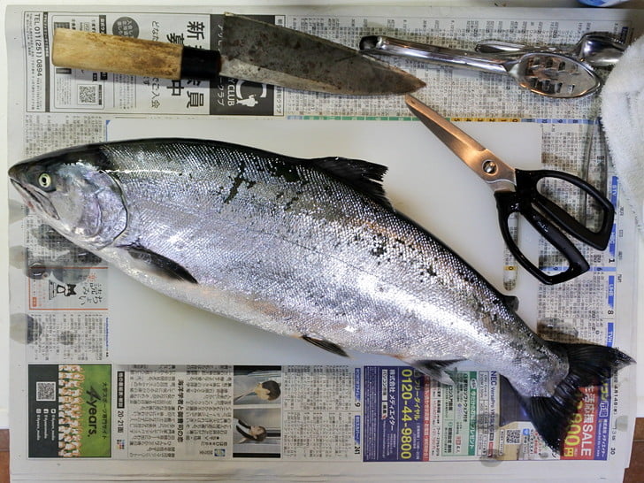 59cm 2.3kg メス