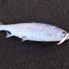 釣果分析 – サクラマス編