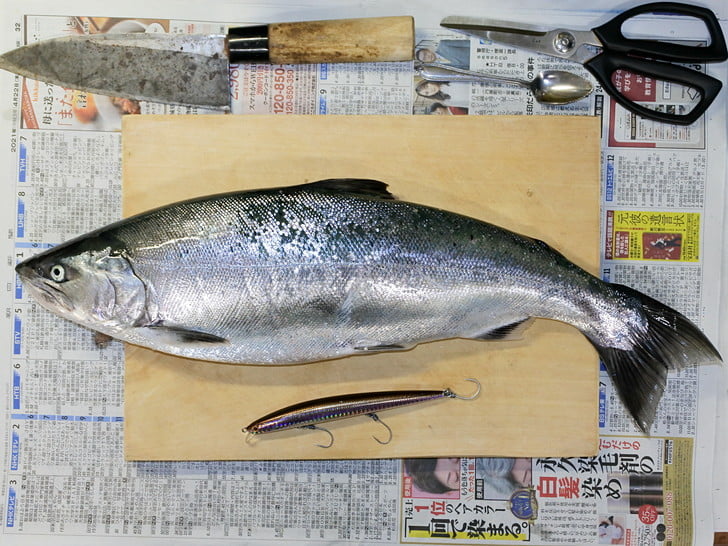 53cm、1.6kgのオス