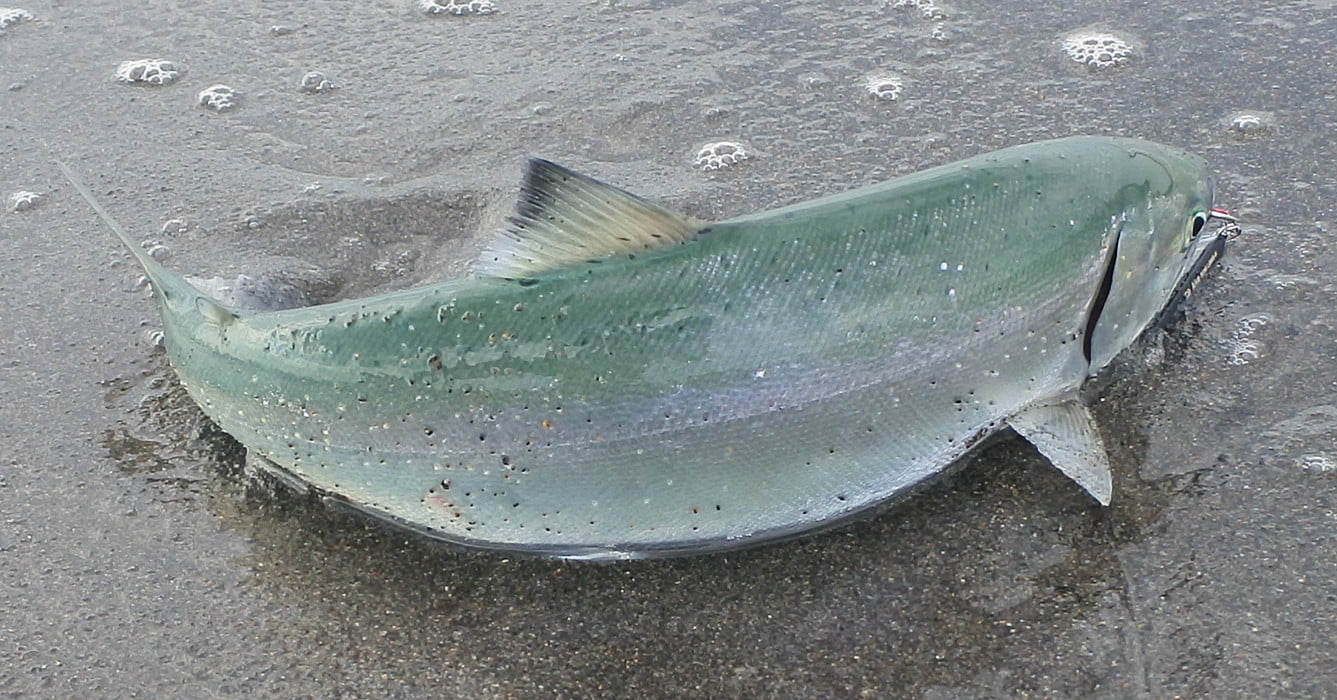 目測38cm、素早くリリース