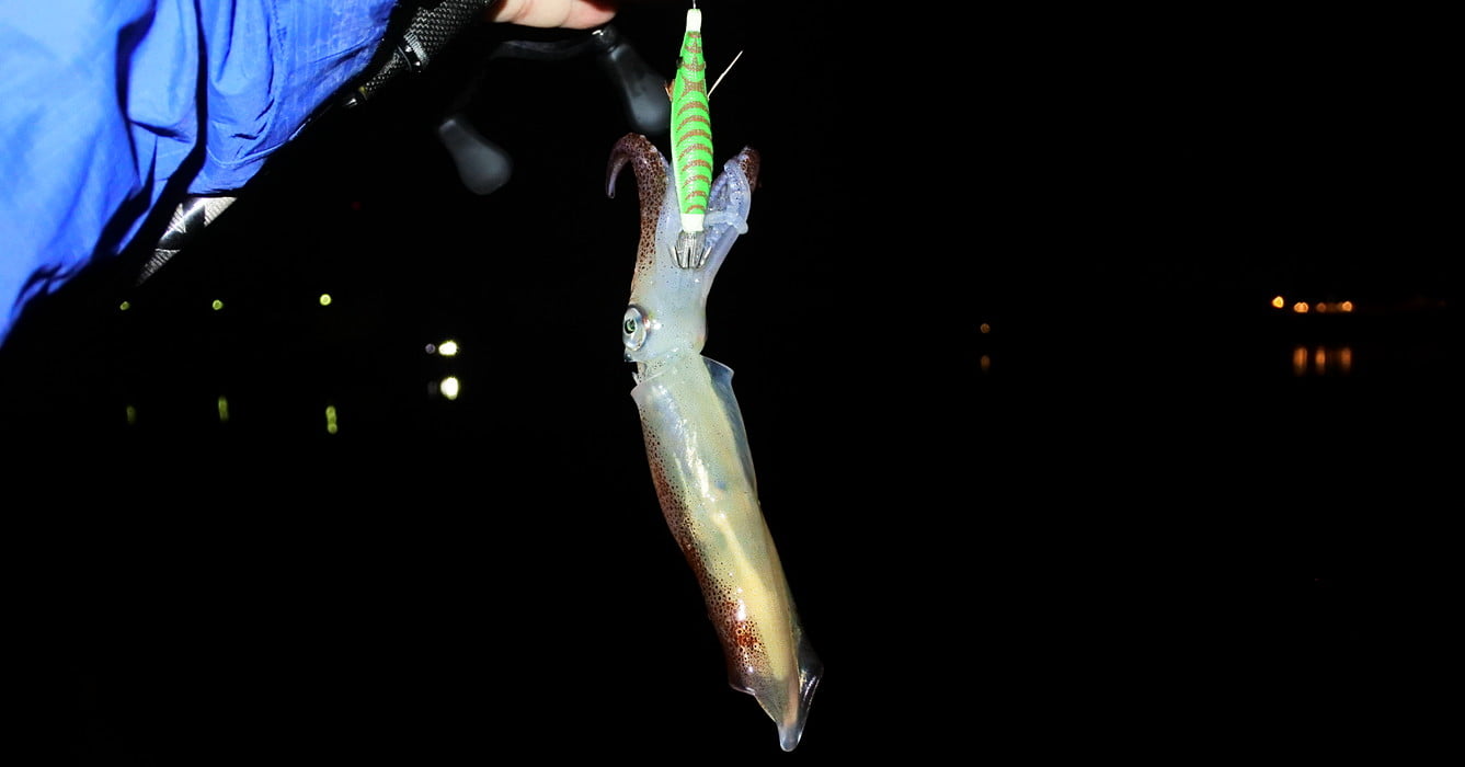 激シブマメをキャッチ！