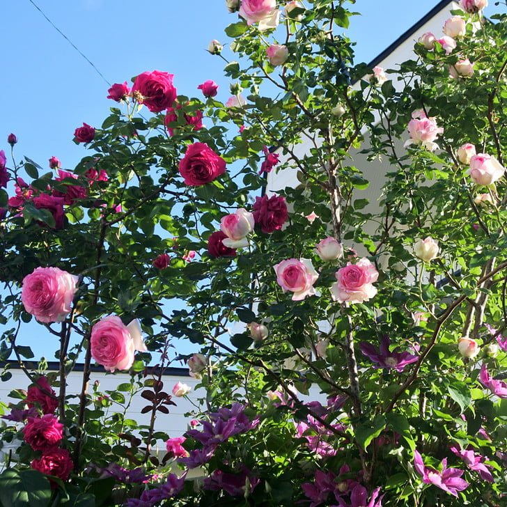 [薔薇の花、ボコボコ]
