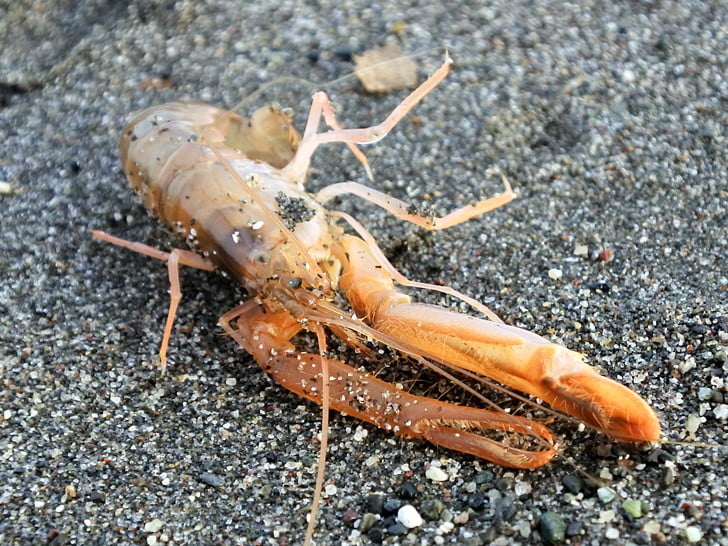 アカザエビ？