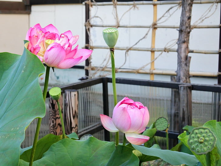 ハスの花を観賞