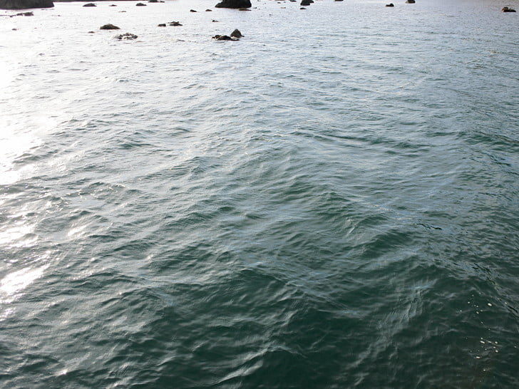 浅いけどアオリいるかな？