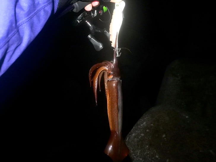 良型多くて楽しい！