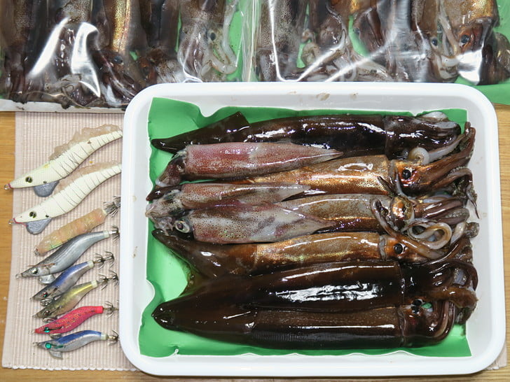 アオリヤリ狙いのはずが・・