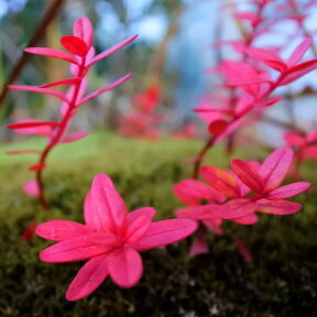 [ちいさな紅葉]