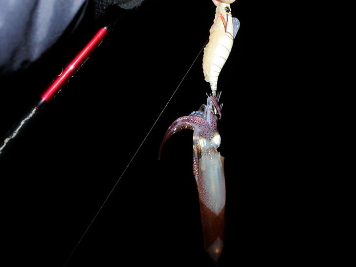 エサ巻きにもマメ