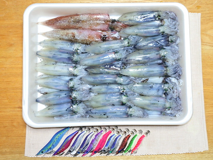楽しんで、ほどよい釣果
