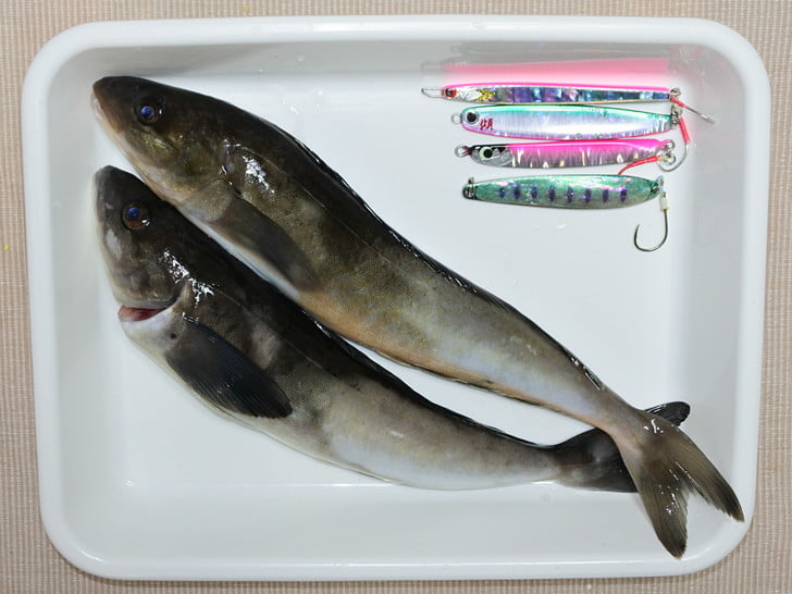 細ホッケ