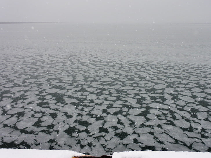 蓮の葉氷っぽい