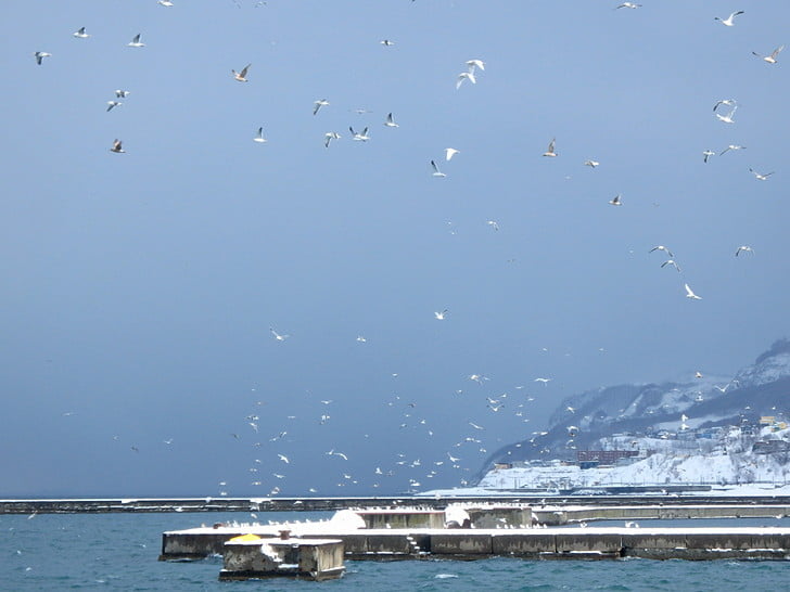 ニシン待ち？のゴメたち