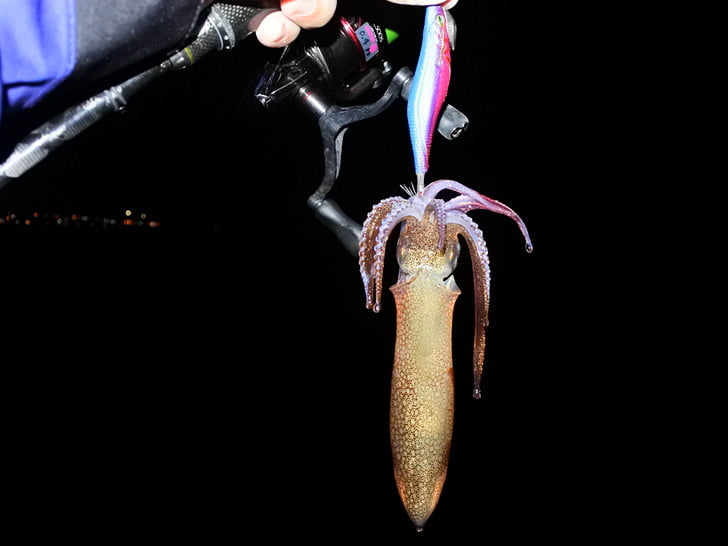 エギでマメイカ