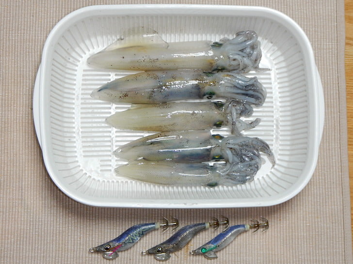 昼マメはむずかしい
