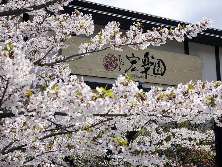 宏楽園で花見させていただく