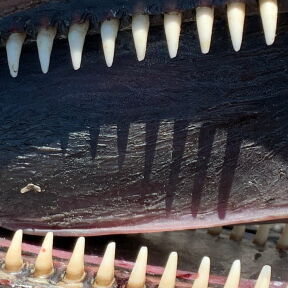 [サクラマスの天敵]