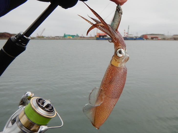 1.5Bサケ稚魚で