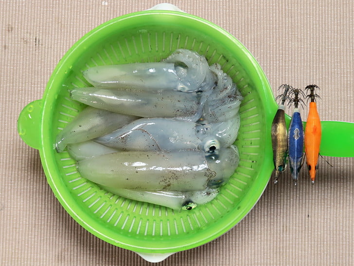 朝獲れマメイカ