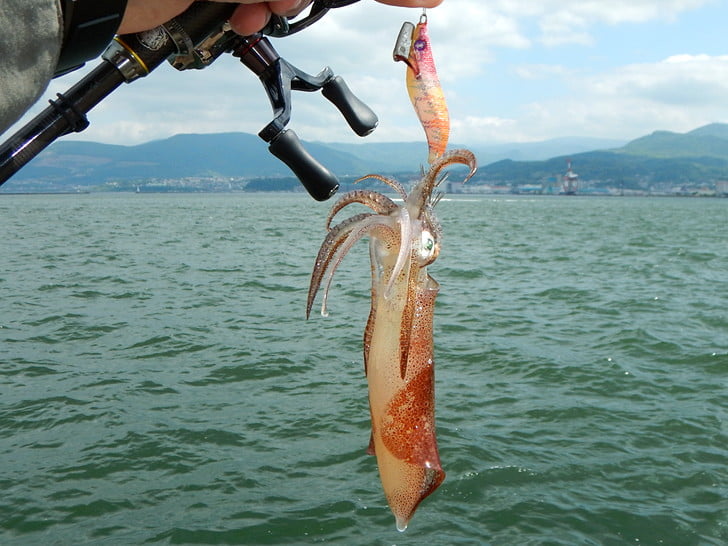 重めエギでボトムを狙う