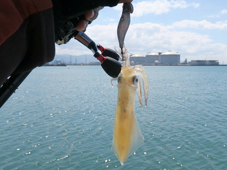 2号チラツキイワシで