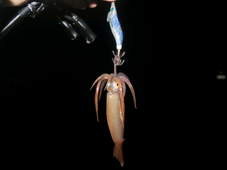 夜も釣れる