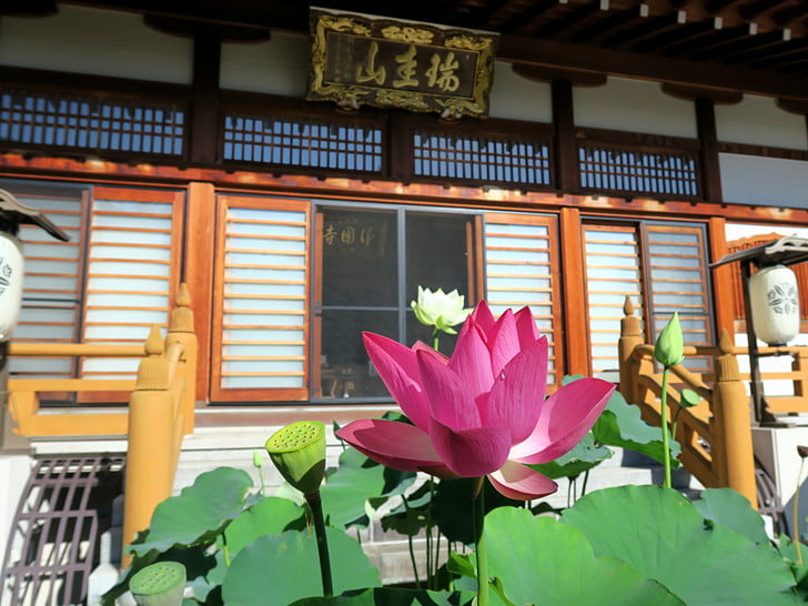 朝のハス寺