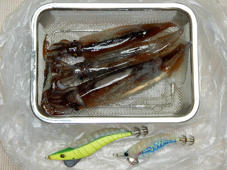 釣れただけで儲けもん