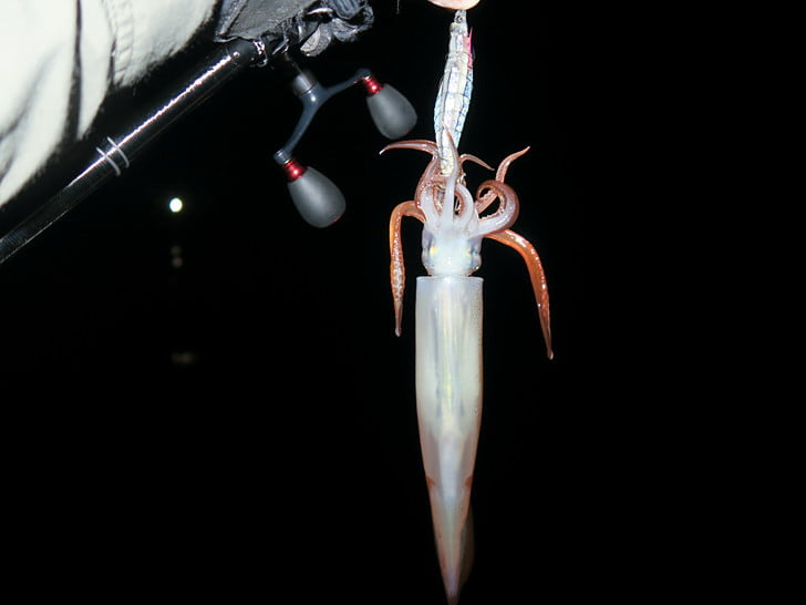 キビナゴ餌いいかも