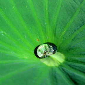 [Lotus Drop]