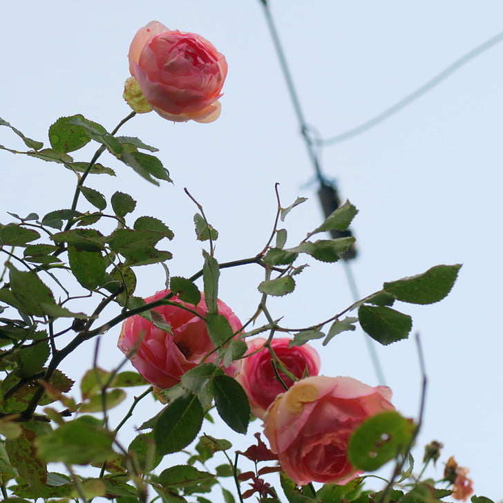 [秋の薔薇]