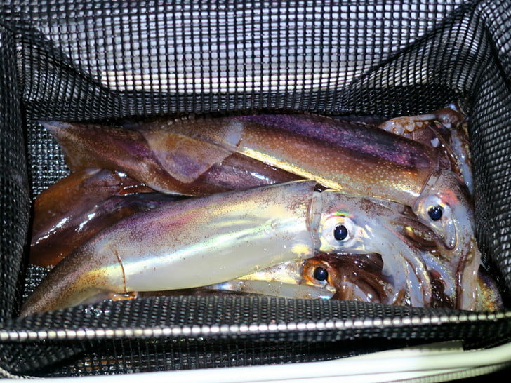 よき釣果