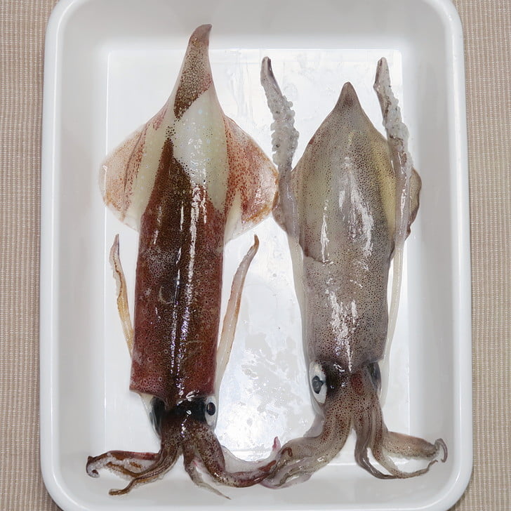 ヤリイカ（水イカ）と本場ケンサキイカ