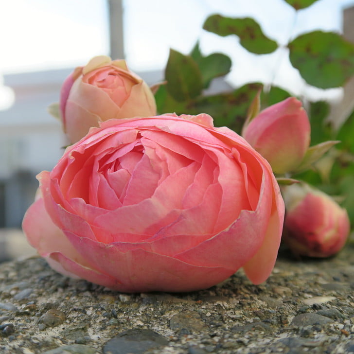 [晩秋のバラ]