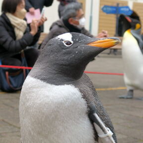 [オイラはジェンツー]