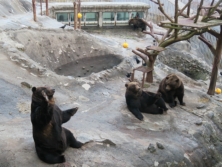 初訪問のクマ牧場