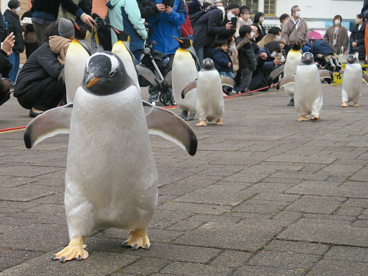 ペンギンパレード