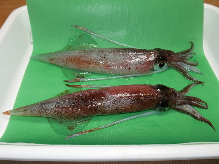 食べる前に「ヤリイカ」同定作業
