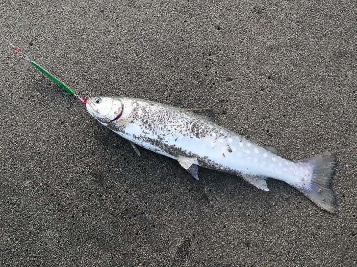 ジグチェンでヒット!