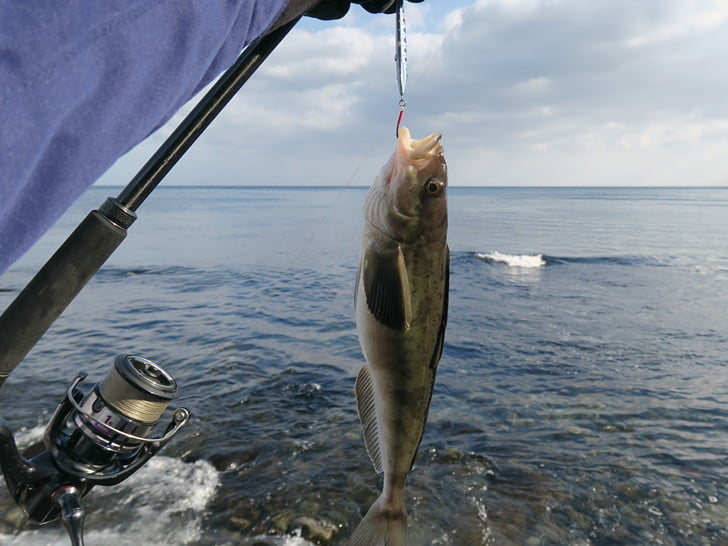 2匹で終了？