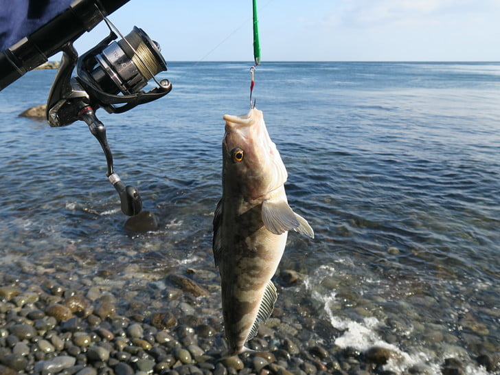 5匹、今度こそ撃ち止め
