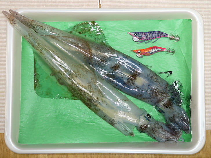 胴長35cm！