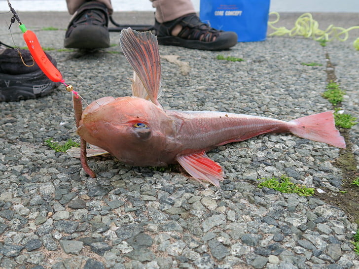 カナガシラ！