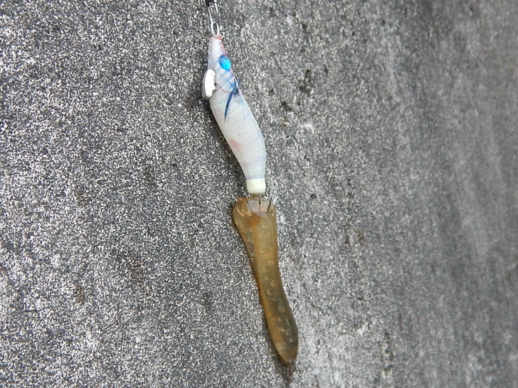 マメイカの卵！