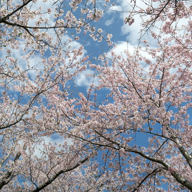 [Somei Yoshino]